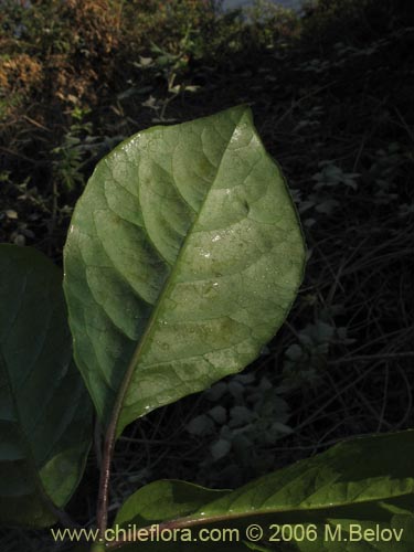 Imágen de Pseudopanax valdiviensis (Traumen / Curaco / Voqui naranjillo). Haga un clic para aumentar parte de imágen.